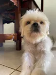Lulu(luiza)