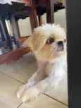 Lulu(luiza)