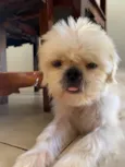 Lulu(luiza)