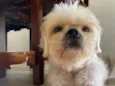 Lulu(luiza)