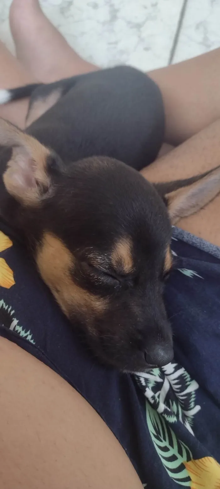 Cachorro raça Viralata  idade 2 a 6 meses nome Nina 