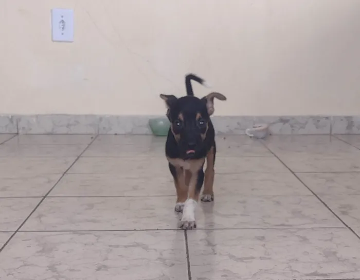 Cachorro raça Viralata  idade 2 a 6 meses nome Nina 