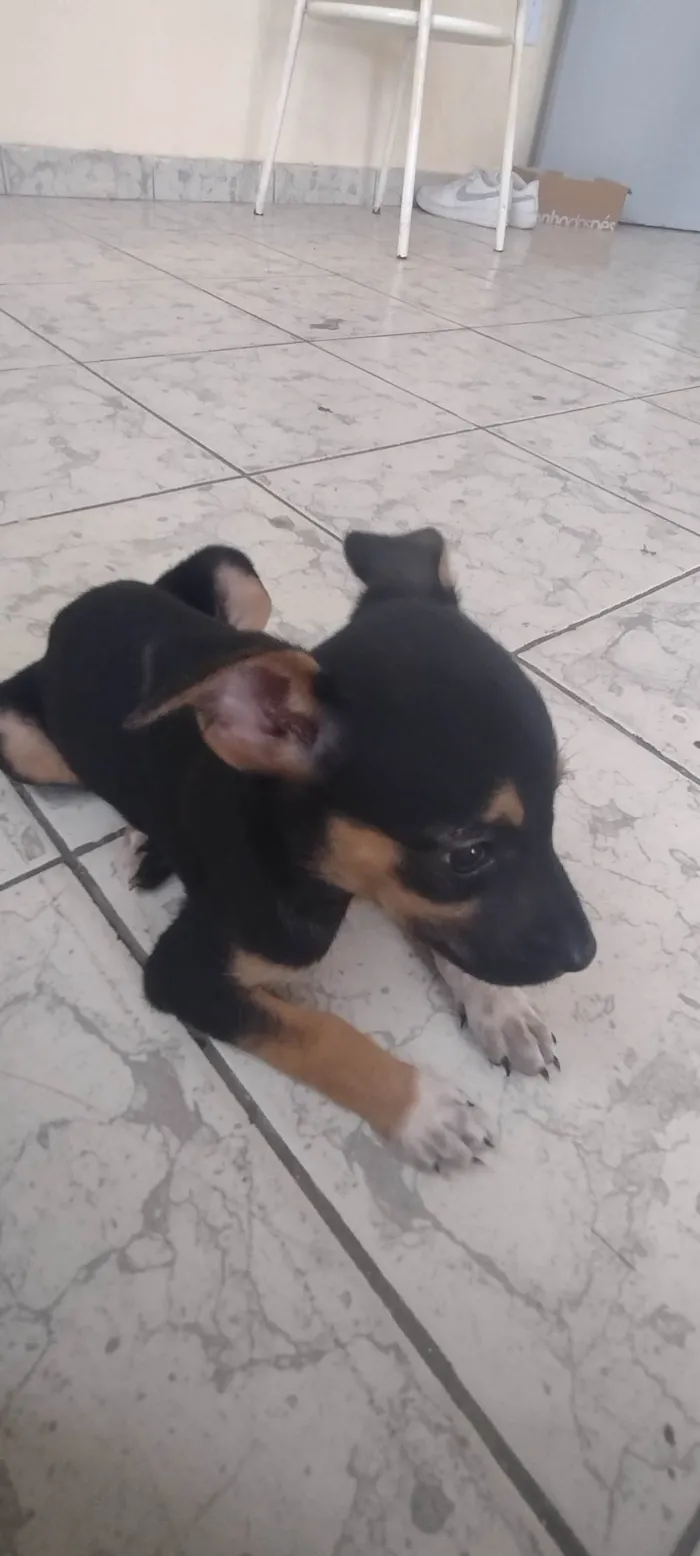 Cachorro raça Viralata  idade 2 a 6 meses nome Nina 