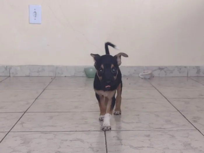 Cachorro raça Viralata  idade 2 a 6 meses nome Nina 