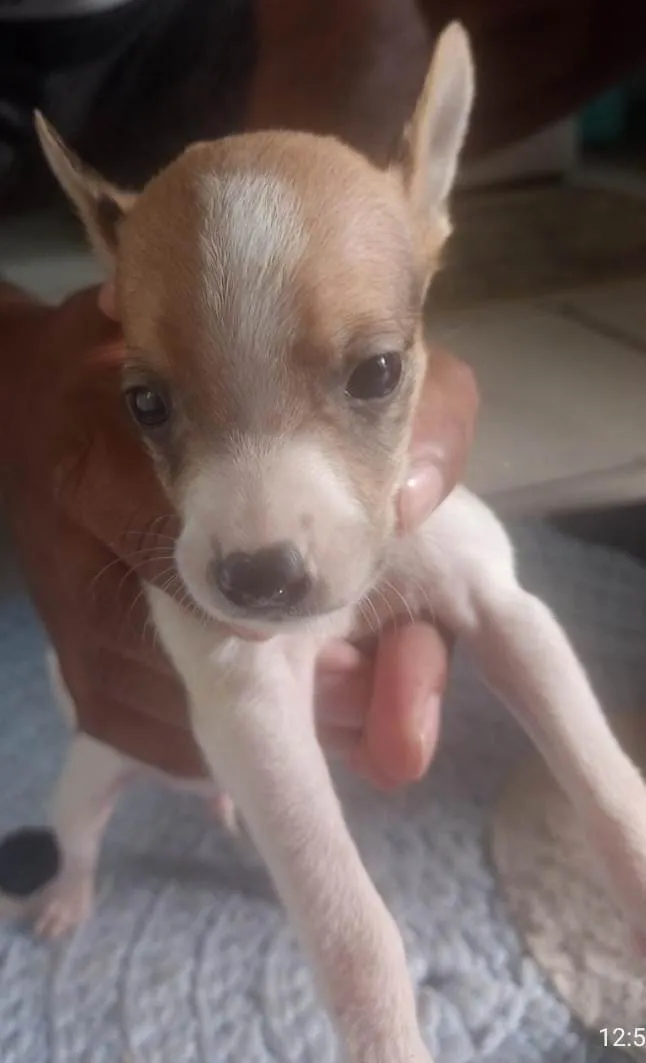 Cachorro ra a SRD-ViraLata idade Abaixo de 2 meses nome Não tem