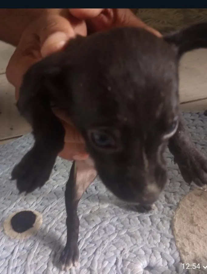 Cachorro ra a SRD-ViraLata idade Abaixo de 2 meses nome Não tem