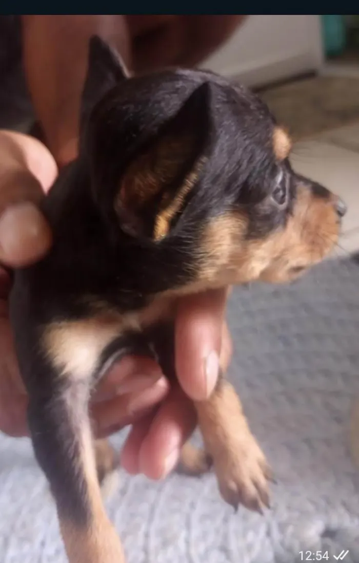 Cachorro ra a SRD-ViraLata idade Abaixo de 2 meses nome Não tem