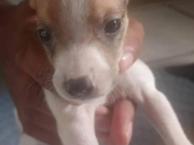 Cachorro ra a SRD-ViraLata idade Abaixo de 2 meses nome Não tem