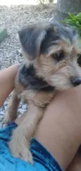 Apolo