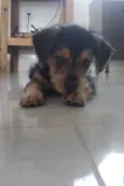Apolo