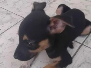 Cachorro raça Viralata  idade 2 a 6 meses nome Nina 