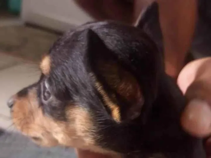 Cachorro ra a SRD-ViraLata idade Abaixo de 2 meses nome Não tem