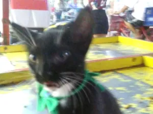 Gato raça Comum idade 2 a 6 meses nome Romeu