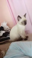 Gato macho