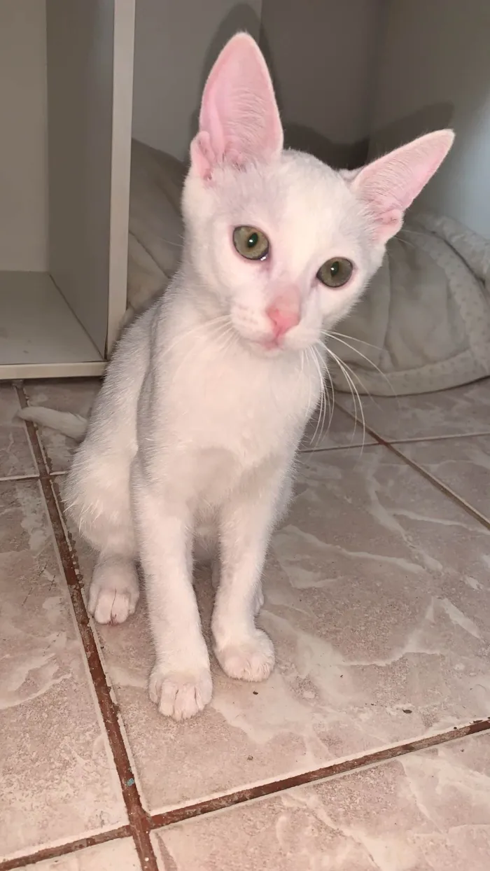 Gato ra a  idade 2 a 6 meses nome Floquinho/Yggi