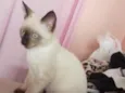 Gato macho