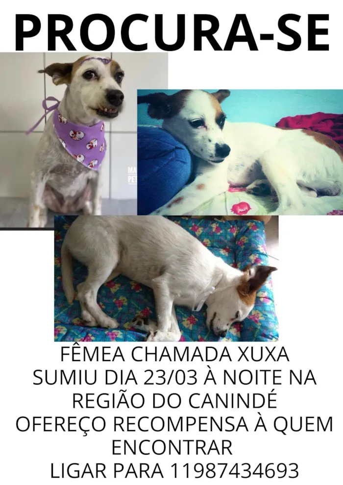 Cachorro ra a SRD-ViraLata idade 6 ou mais anos nome GRATIFICA - Xuxa