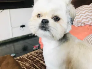 Cachorro raça Lhasa Apso idade 3 anos nome Fred 