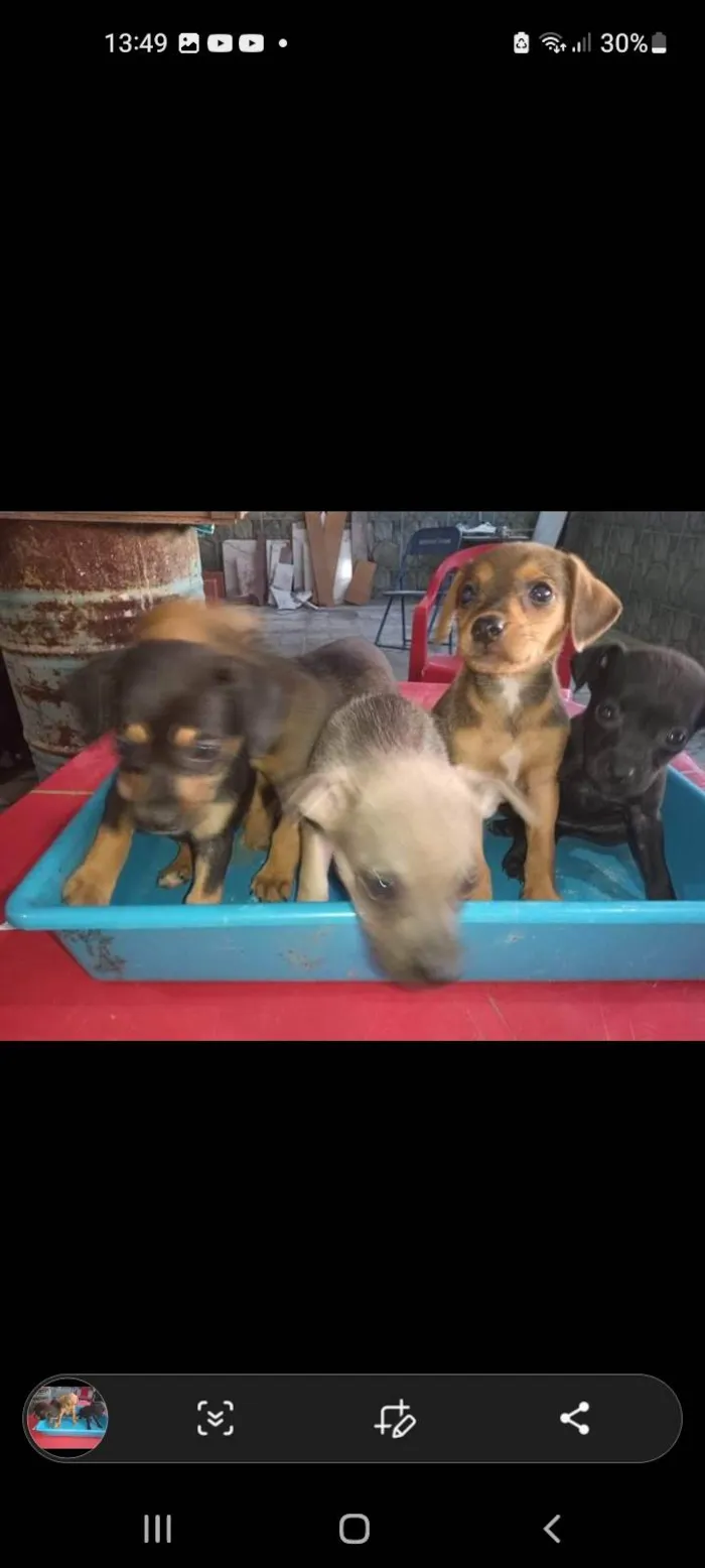 Cachorro ra a SRD-ViraLata idade 2 a 6 meses nome Sem nome ainda 