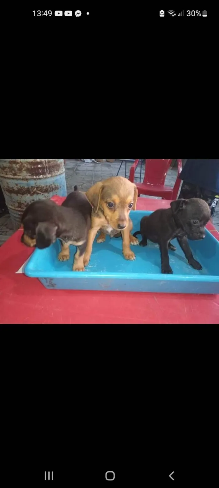 Cachorro ra a SRD-ViraLata idade 2 a 6 meses nome Sem nome ainda 