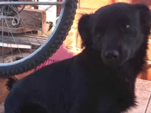 Cachorro raça Vira-lata idade 3 anos nome Maneiro