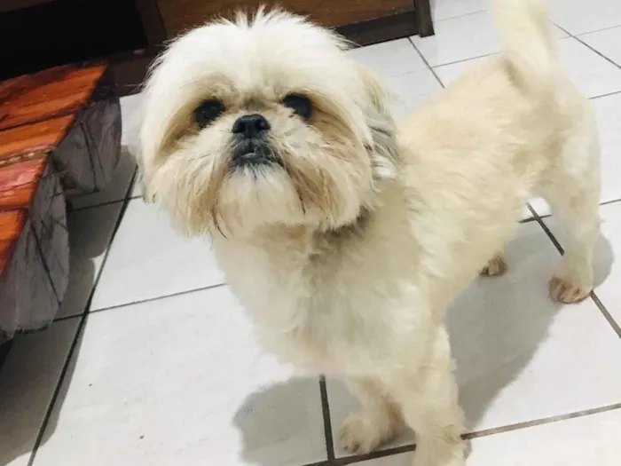 Cachorro raça Lhasa Apso idade 3 anos nome Fred 