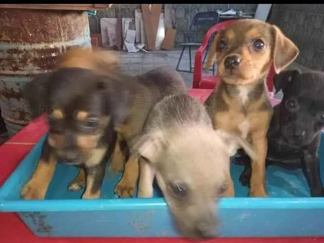 Cachorro ra a SRD-ViraLata idade 2 a 6 meses nome Sem nome ainda 