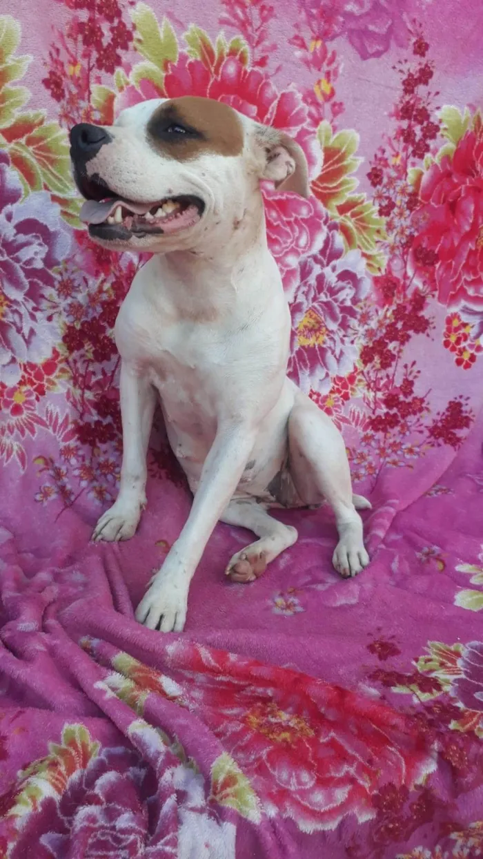 Cachorro ra a Pit bool ( mestiça) idade 3 anos nome MELL