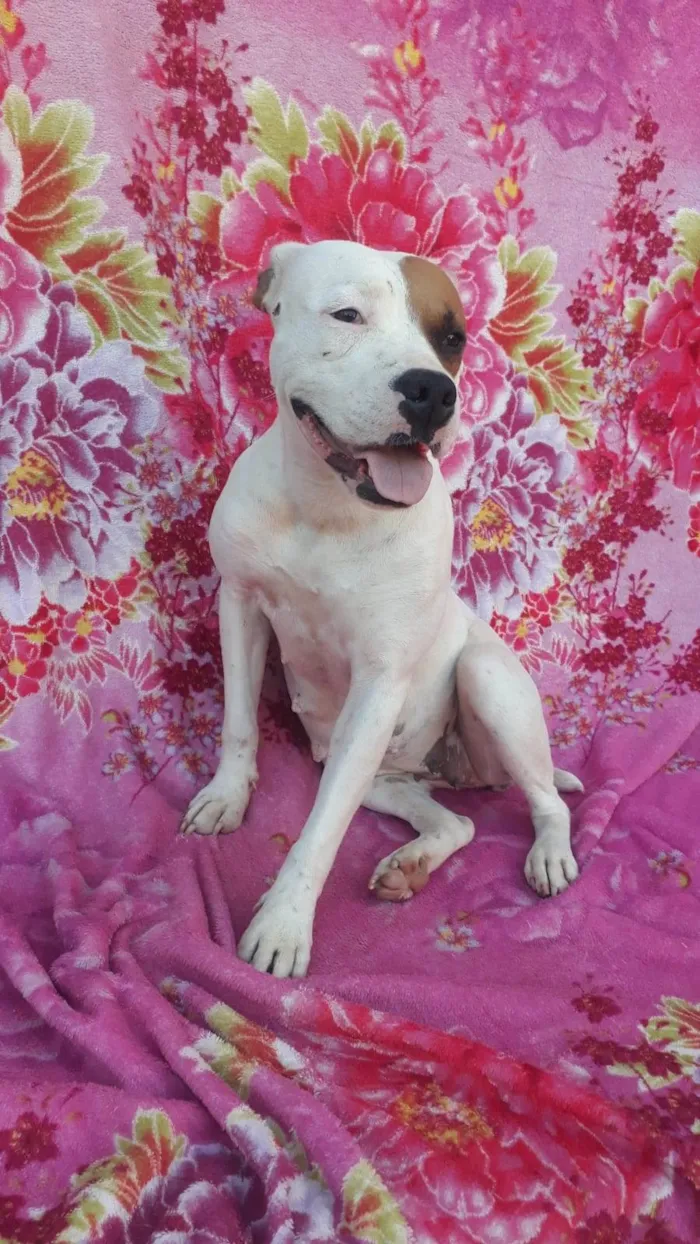 Cachorro ra a Pit bool ( mestiça) idade 3 anos nome MELL