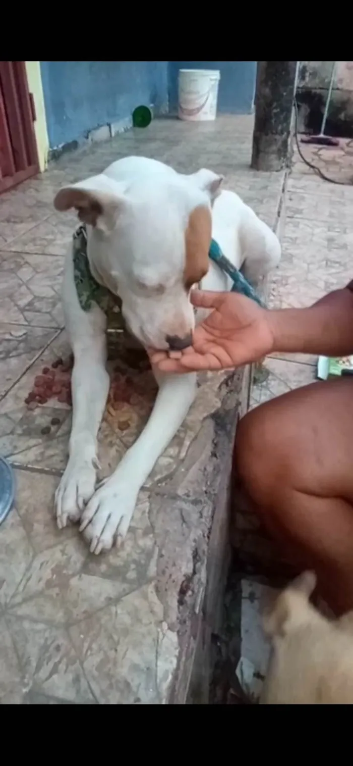Cachorro ra a Pit bool ( mestiça) idade 3 anos nome MELL