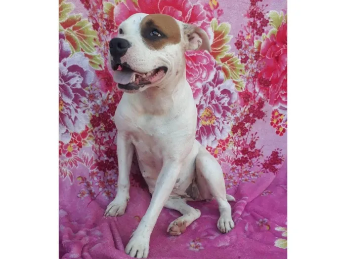 Cachorro ra a Pit bool ( mestiça) idade 3 anos nome MELL