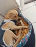 Cachorro raça SRD idade 1 ano nome Lobinha