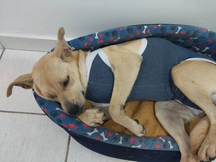 Cachorro raça SRD idade 1 ano nome Lobinha