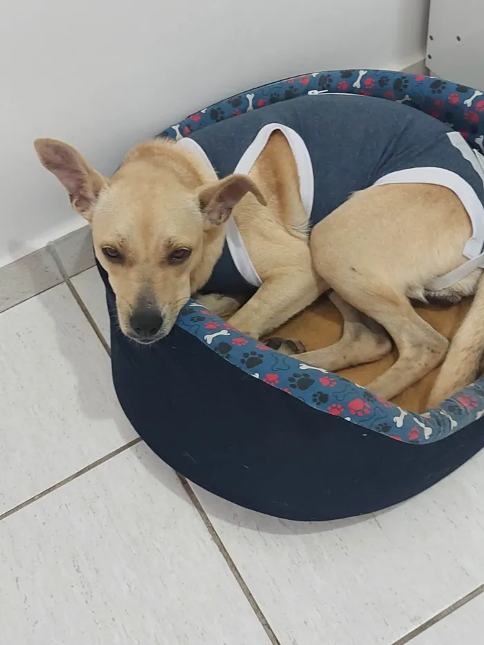 Cachorro raça SRD idade 1 ano nome Lobinha