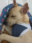 Cachorro raça SRD idade 1 ano nome Lobinha