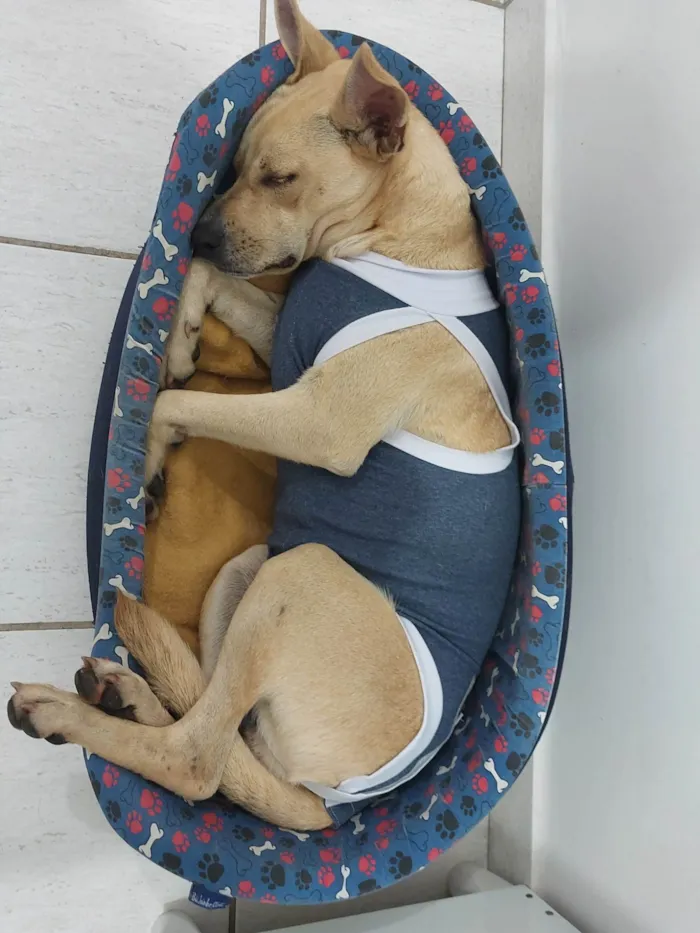 Cachorro raça SRD idade 1 ano nome Lobinha
