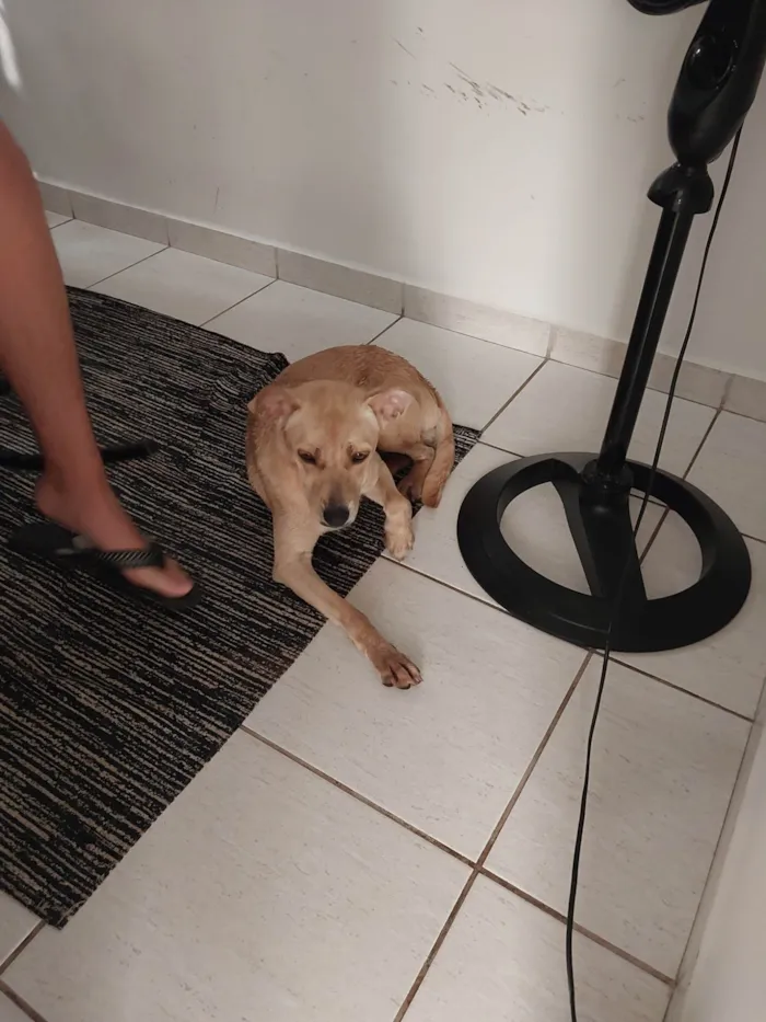 Cachorro raça SRD idade 1 ano nome Lobinha