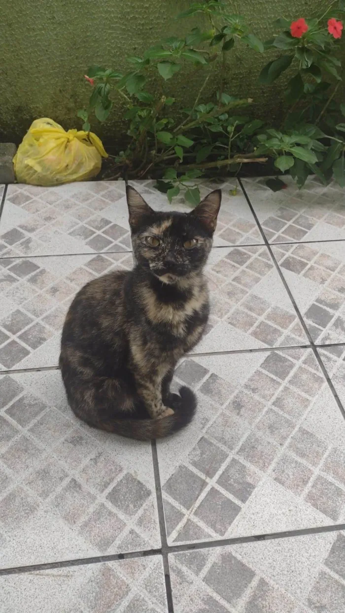 Gato raça ????? idade 2 anos nome ?????