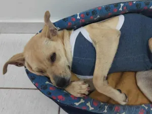 Cachorro raça SRD idade 1 ano nome Lobinha