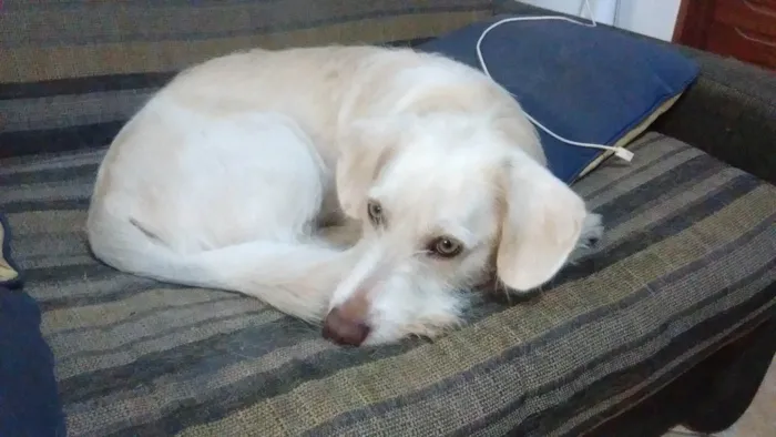 Cachorro ra a SRD-ViraLata idade 5 anos nome Zézinho