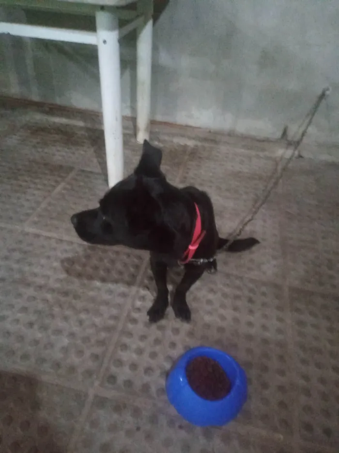 Cachorro ra a SRD-ViraLata( mestiço) idade 1 ano nome Toby