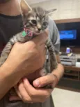Gato raça SRD-ViraLata idade Abaixo de 2 meses nome Pula pula