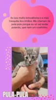 Gato raça SRD-ViraLata idade Abaixo de 2 meses nome Pula pula
