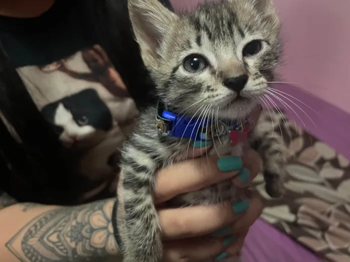 Gato raça SRD-ViraLata idade Abaixo de 2 meses nome Machinho