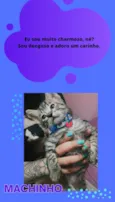 Gato raça SRD-ViraLata idade Abaixo de 2 meses nome Machinho