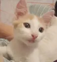RAFAEL