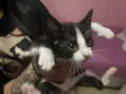 Gato raça SRD-ViraLata idade Abaixo de 2 meses nome Vick