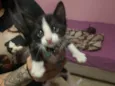 Gato raça SRD-ViraLata idade Abaixo de 2 meses nome Vick