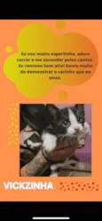 Gato raça SRD-ViraLata idade Abaixo de 2 meses nome Vick