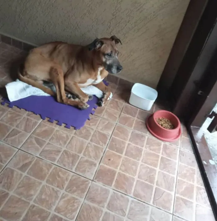 Cachorro ra a SRD-ViraLata idade 5 anos nome Thor ( nome dado no resgate, nao sabemos o nome real)